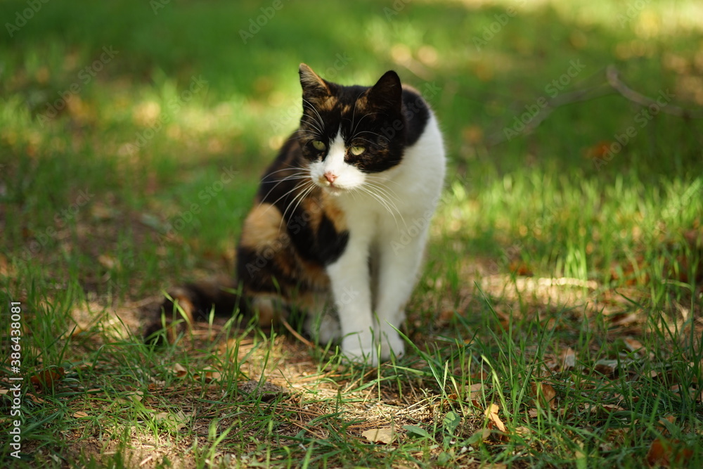 Tricolor kitty hunting in summer garden. Calico cat sitting on the green grass.