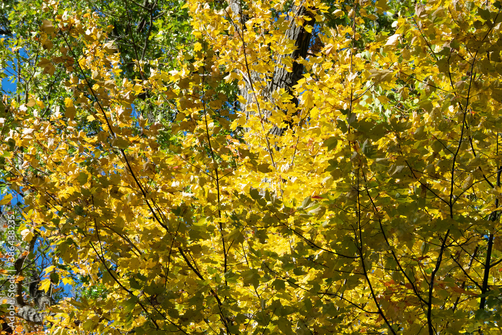 leaves in the forest leaves in the forest