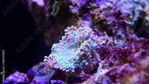 Ricordea Coral feeding time lapse photo