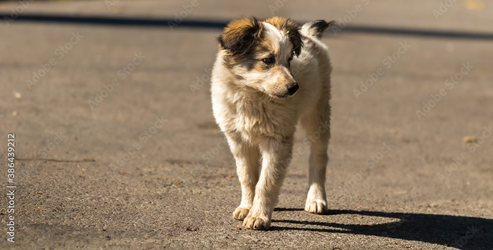 A lonely puppy stands on the road and waits for his master