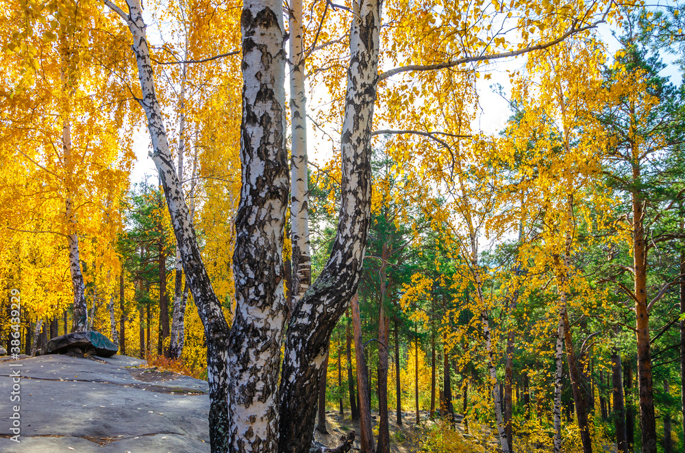 Obraz premium Autumn forest with birches and pines .