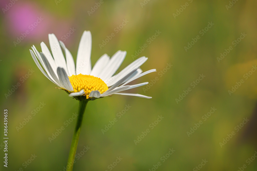A Daisy flower (Leucanthemum vulgare) in the spring A Daisy flower (Leucanthemum vulgare) in the spring