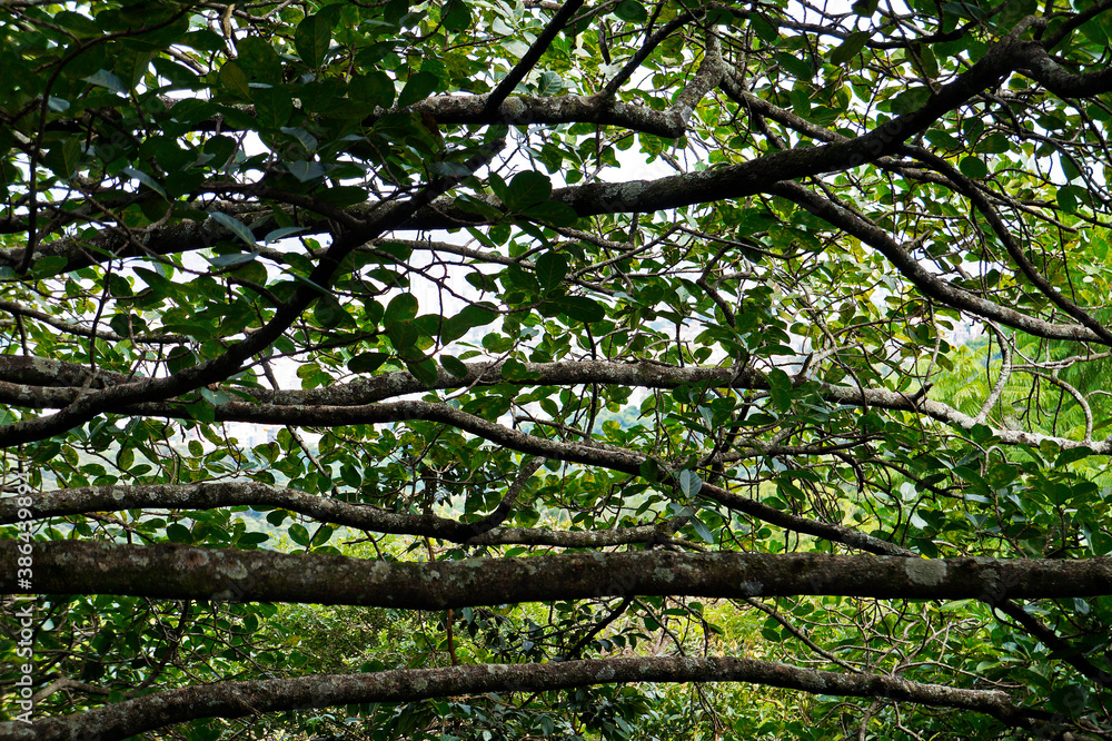 Tree branches in the tropical rainforest, Belo Horizonte, Brazil Tree branches in the tropical rainforest, Belo Horizonte, Brazil