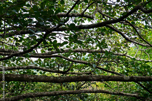 Tree branches in the tropical rainforest  Belo Horizonte  Brazil 