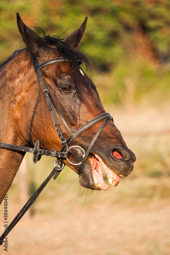 Obraz premium A horse with a bridle that shows its teeth and looks ahead against the backdrop of a racehorse farm. Brown horse tired of training or racing