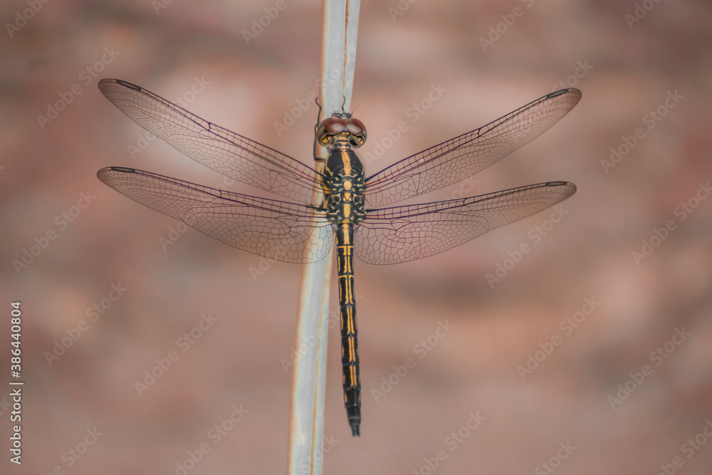dragonfly sitting on wire, dragonfly is an insects, odonata, living thing, insect's, close to nature, closeup short dragonfly sitting on wire, dragonfly is an insects, odonata, living thing, insect's, close to nature, closeup short