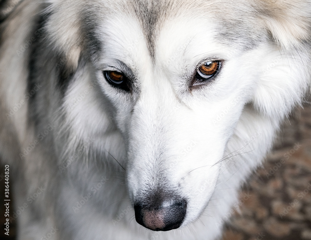 Beautiful Husky Eyes