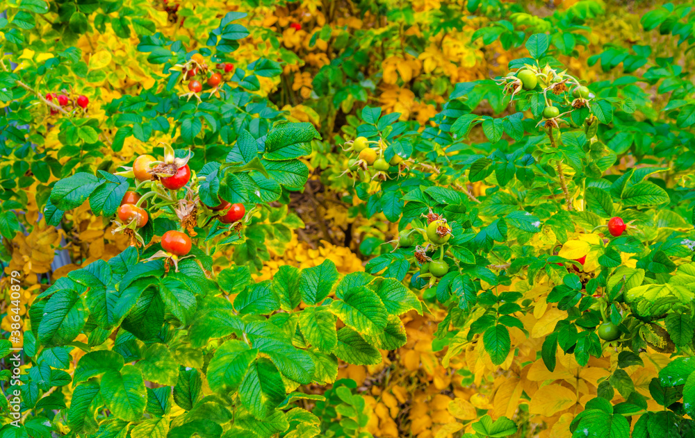 Ripe rosehip on a Bush in the Park in autumn. Ripe rosehip on a Bush in the Park in autumn.