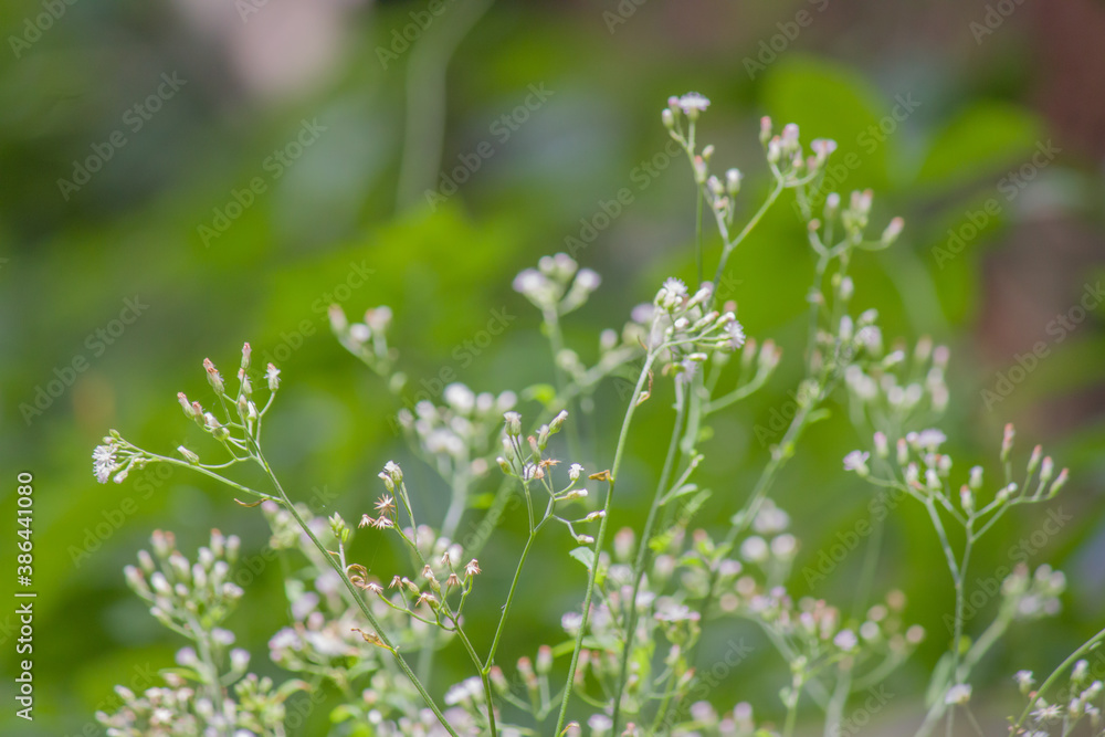 wild white micro flowers, landscape short of wild flower, micro flower like snow, beautiful picture of a white flower, nature short of plant 