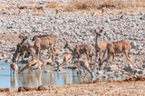 Kudus and springbok drinking water at a waterhole