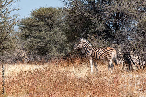 A Burchells zebra between trees