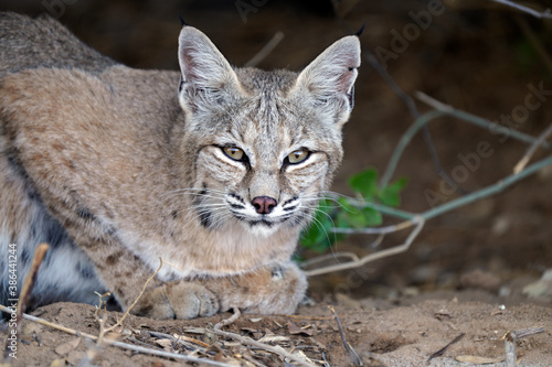 Photography Bobcat in the Arizona desert