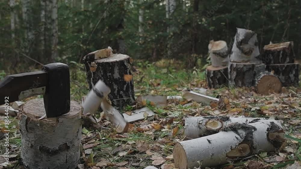 Young handsome man chops wood in the forest. A lumberjack chops birch logs for firewood. Young handsome man chops wood in the forest. A lumberjack chops birch logs for firewood.