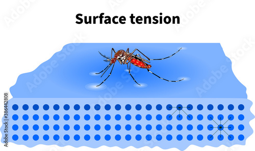 surface tension Mosquito water surface molecule force floating