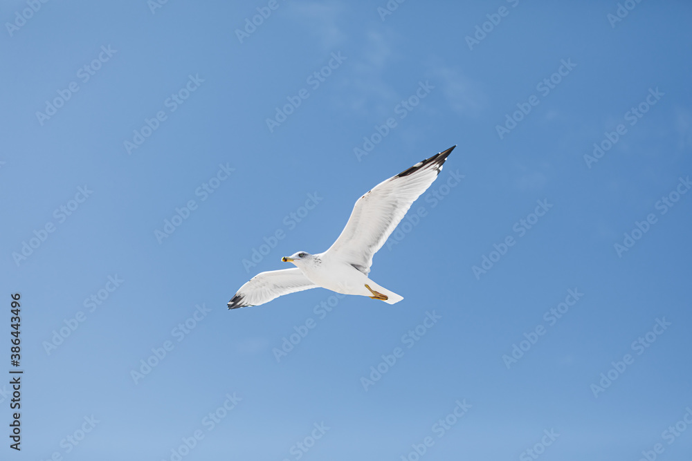Obraz premium seagull flying over blue sky background