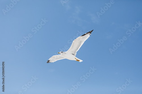 seagull flying over blue sky background