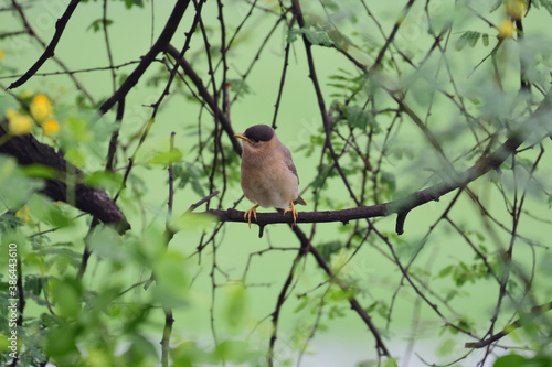 Puffed up little bird sitting in the midst of foliage