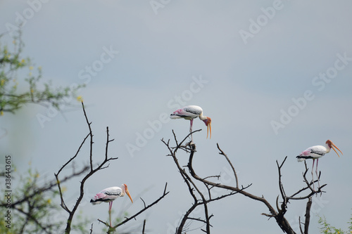 painted storks perched on a tree against the early morning sky at the Keoladeo National Park, Bharatpur, India