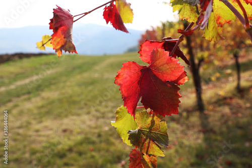 Foglie di vite in autunno, primi piani di un rosso intenso in controluce photo