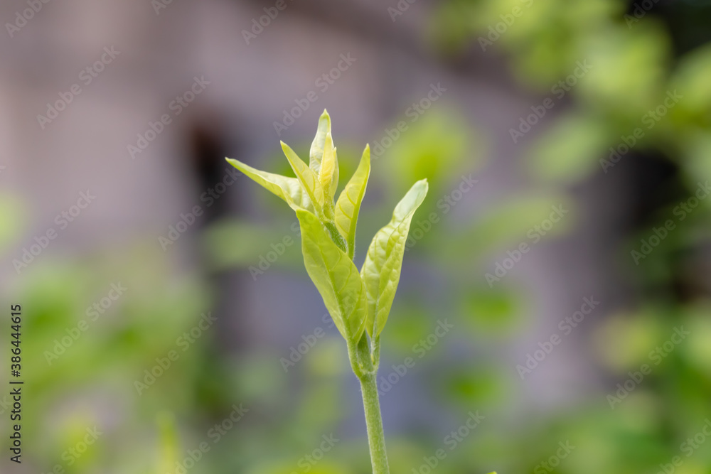 Water drops of dew in the morning glow in the sun. Natural background. Fresh juicy green leaf in droplets of morning dew. Water drops of dew in the morning glow in the sun. Natural background. Fresh juicy green leaf in droplets of morning dew.