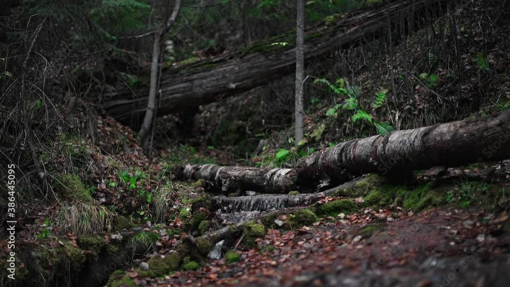 A clean cool stream on the side of a mountain in a picturesque old mossy forest. A clean cool stream on the side of a mountain in a picturesque old mossy forest.