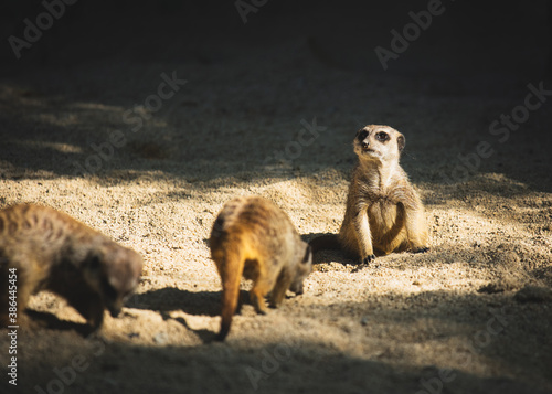 Erdmännchen sitzen in der Sonne