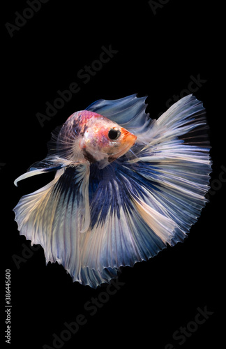 Betta Siamese fighting fish, Rhythmic of betta fish (Halfmoon blue and white) isolated on black background. Moving with aggressive action in freshwater. Popular aquarium fish. Luxury fish in Thailand