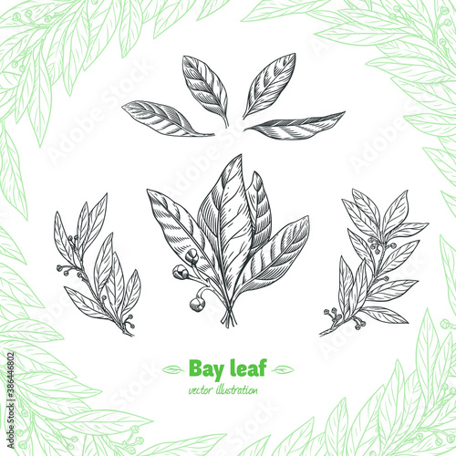 Laurel Bay leaves, branches and fruits isolated detailed hand drawn black and white vector illustration 