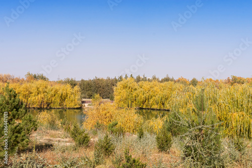 Autumn landscape. Lake in the park in autumn. Reflections in the water. Autumn trees and plants. Lake. Gold autumn. Yellow  orange  red  brown  green leaves. Blue sky