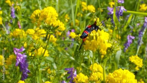 insect Zygaena filipendulae,Six-spot burnet butterfly sits on a yellow flower in summer photo