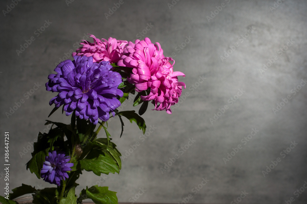 Fototapeta premium autumn chrysanthemums on gray background