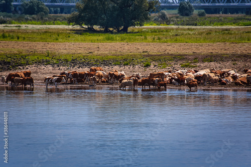 Kuhherde am Fluss