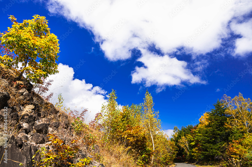 秋の乗鞍高原　黄色い紅葉と青空