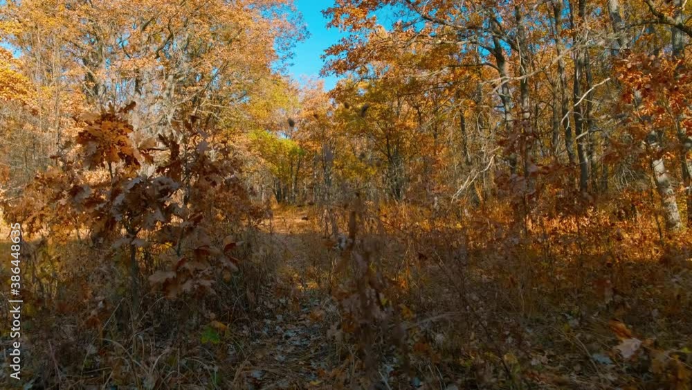 autumn oak forest on a Sunny day with brown foliage against a blue sky autumn oak forest on a Sunny day with brown foliage against a blue sky