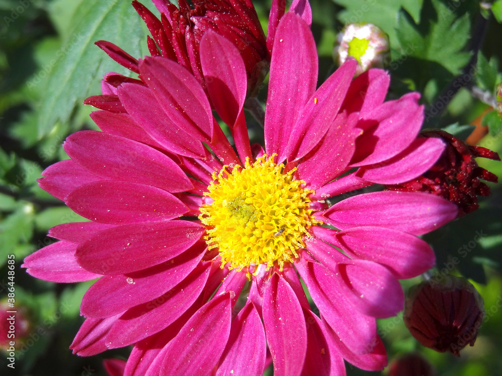 赤い花 赤い花