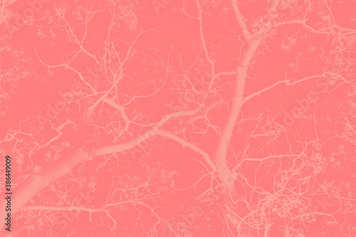 Branches of cherry blossoms. A toned background for design.