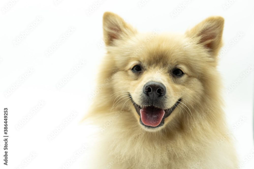 Portrait of german spitz dog that looks like a wolf smiling at camera with tongue out white background