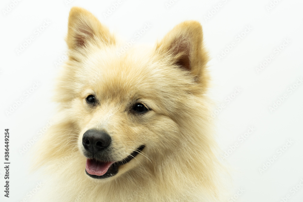 Portrait of German spitz dog that looks like a wolf smiling to the side of the camera with tongue sticking out, white background