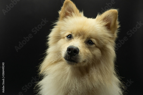 Portrait of german spitz dog that looks like a wolf looking at camera with cocked head, black background