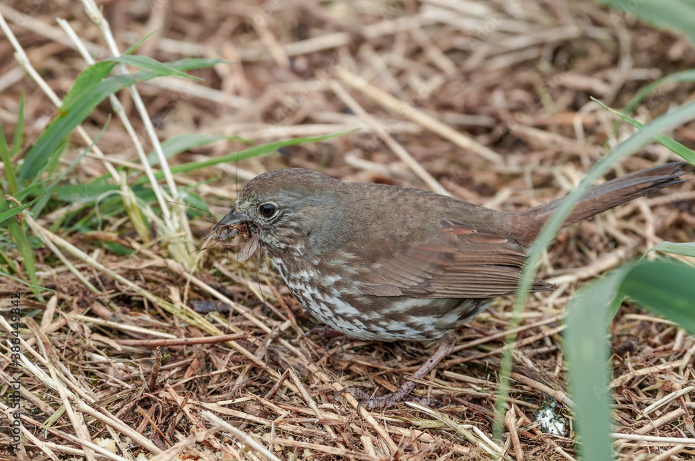 Fox Sparrow (Passerella iliaca) at Chowiet Island, Semidi Islands, Alaska, USA Fox Sparrow (Passerella iliaca) at Chowiet Island, Semidi Islands, Alaska, USA