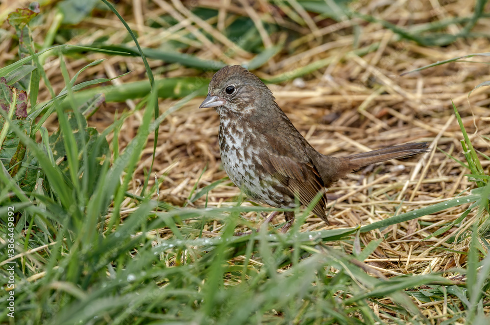 Fox Sparrow (Passerella iliaca) at Chowiet Island, Semidi Islands, Alaska, USA Fox Sparrow (Passerella iliaca) at Chowiet Island, Semidi Islands, Alaska, USA