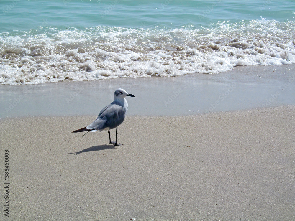 Single bird seagull on a beach sand near the water. Miami Beach, Florida, USA. Single bird seagull on a beach sand near the water. Miami Beach, Florida, USA.