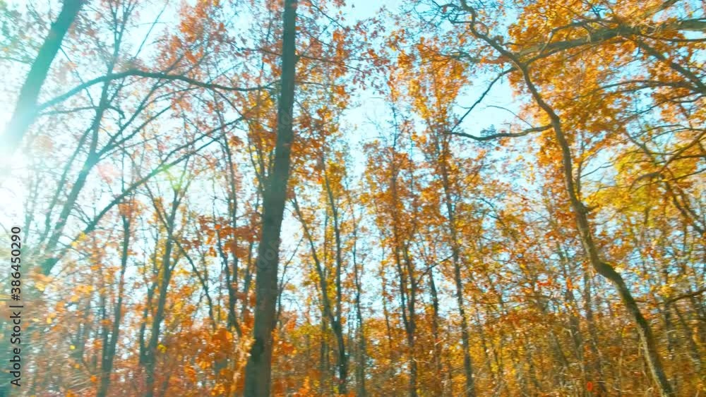 The bright autumn sun shines through the orange autumn foliage of an oak tree The bright autumn sun shines through the orange autumn foliage of an oak tree