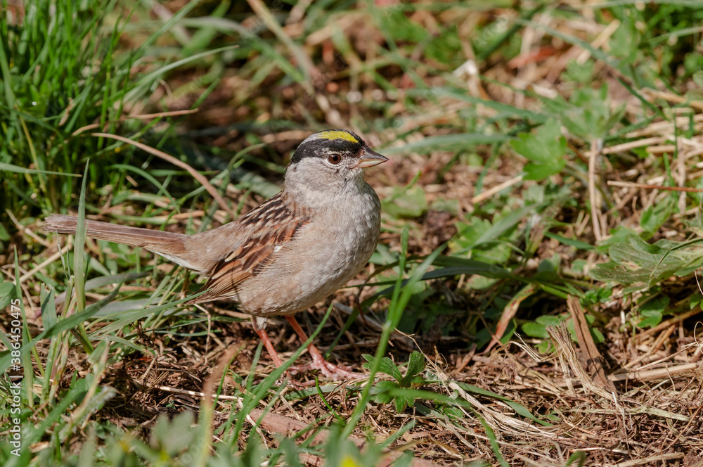 Golden-crowned Sparrow (Zonotrichia atricapilla) at Chowiet Island, Semidi Islands, Alaska, USA Golden-crowned Sparrow (Zonotrichia atricapilla) at Chowiet Island, Semidi Islands, Alaska, USA