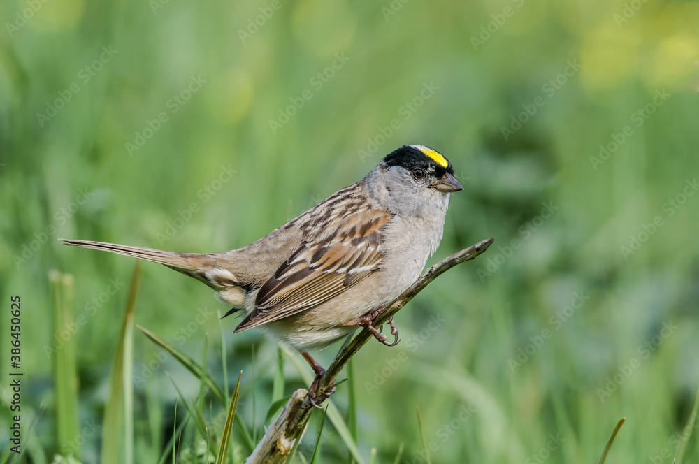 Golden-crowned Sparrow (Zonotrichia atricapilla) at Chowiet Island, Semidi Islands, Alaska, USA Golden-crowned Sparrow (Zonotrichia atricapilla) at Chowiet Island, Semidi Islands, Alaska, USA