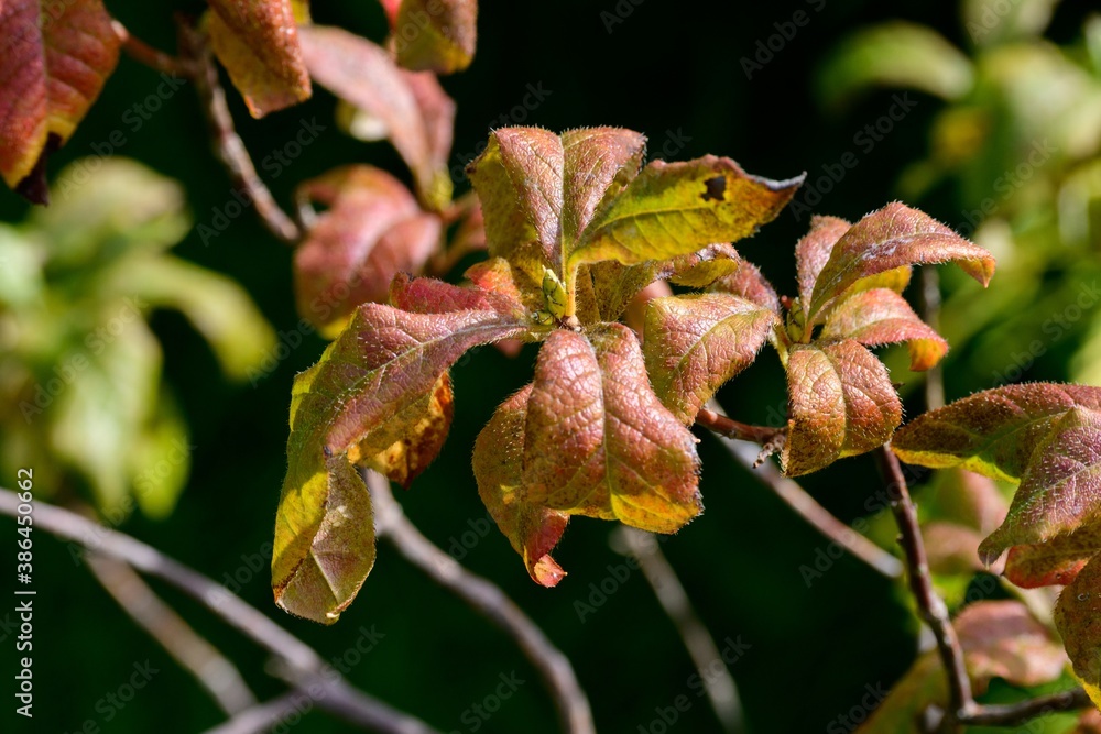 brown leaves in the glow of the autumn sun in polish countryside