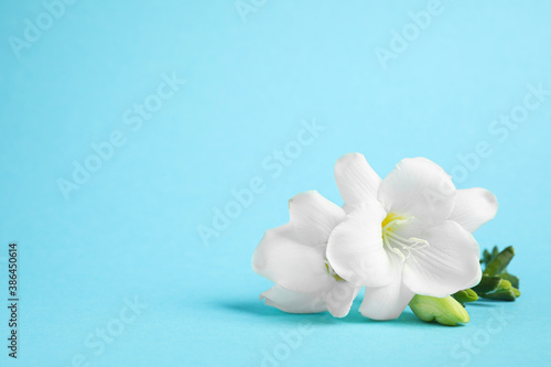 Beautiful freesia flowers on light blue background. Space for text
