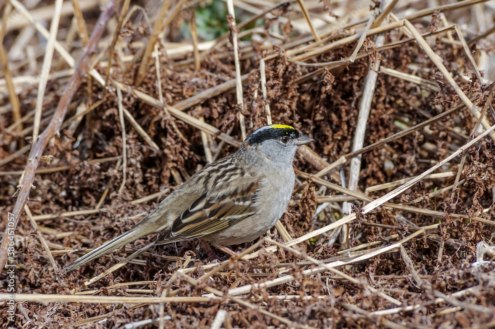 Golden-crowned Sparrow (Zonotrichia atricapilla) at Chowiet Island, Semidi Islands, Alaska, USA Golden-crowned Sparrow (Zonotrichia atricapilla) at Chowiet Island, Semidi Islands, Alaska, USA