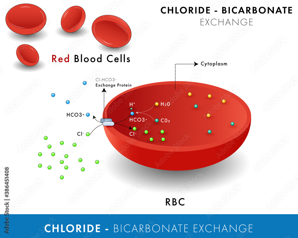 Mechanism of Chloride bicarbonate shift across the membrane in RBC or