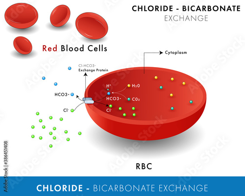 Mechanism of Chloride bicarbonate shift across the membrane  in RBC or red blood cells, Transport of molecules. transport of carbon dioxide and oxygen infographic science poster graphic illustration 